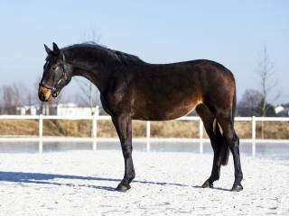 ⭐️Sprzedam klacz 2023⭐️