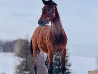 Klaczka po Sir Obolensky Z od matki po Leonardo da Vinci J.P.P.