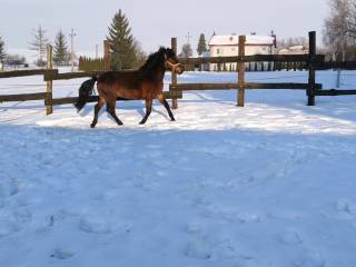 Sprzedam ogiera huculskiego