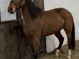 Mantra Z (Malito de Reve x Norton d’Eole)