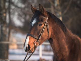 Przyszłościowy wałach do sportu