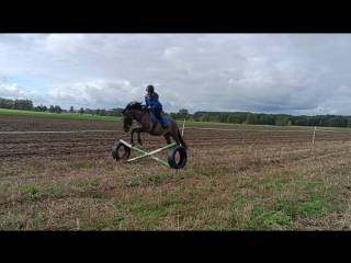 Klaczka w typie konika polskiego
