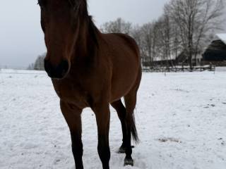 Lecter Z (Lux x Cardento VDL)