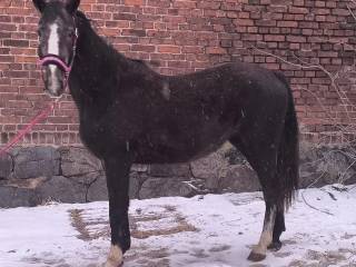 Sprzedam klacz po ogierze Allroad 2000 Z