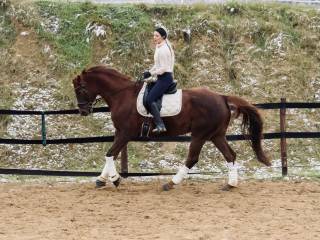 Sprzedam młodą klacz prospekt do wkkw