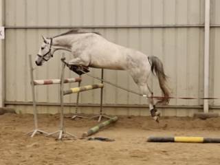 Klacz do skoków po Up To Date / Rascin