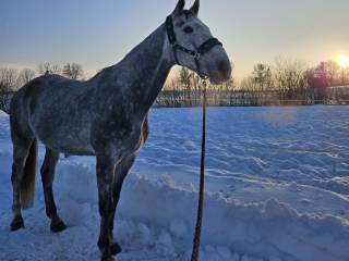 Siwy wałach do kochania