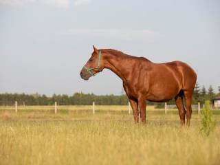 Sprzedam klacz oldenburska