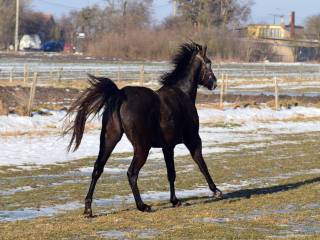 Klacz do rekreacji/hodowlii/sportu