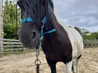 Złoty kuc wałach do dzierżawy