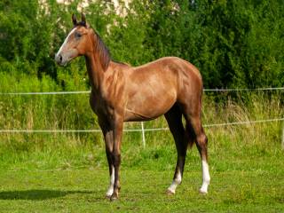 Klacz CORDISSA MAJ Z (Caroly x Comilfo Plus Z)