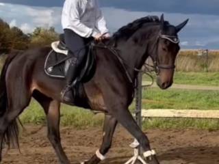 Wymienię klacz kwpn