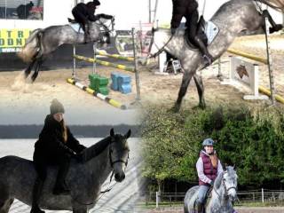 Posiadam wspaniałego KUCA GRUPY D.