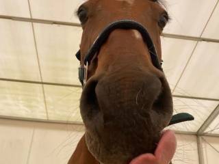 Hej! Poszukuję konia do dzierżawy ????