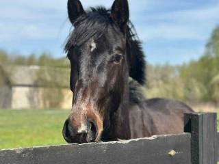 Wałach SP, 4 lata – przygotowany do zajeżdżenia, zdrowy, sportowy typ