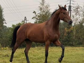 Klacz Zangersheide (Balou du Rouet x Kannan)