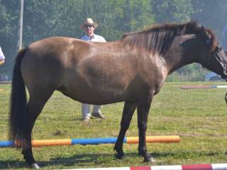 Klacz huculska dopłatowa, 140 cm wzrostu 80 pkt bonitacji