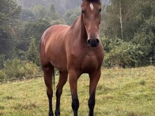 Klacz Zangersheide (Balou du Rouet x Kannan)