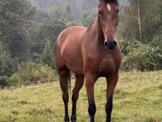 Klacz Zangersheide (Balou du Rouet x Kannan)