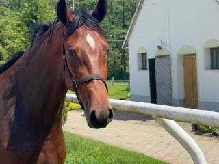 Klacz Zangersheide (Balou du Rouet x Kannan)