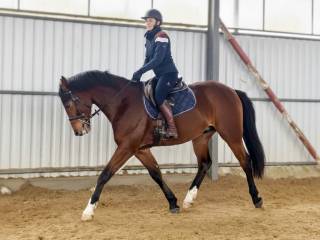 OKAZJA, 5 letni wałach skokowy, czysty TUV (Zapatero VDL x Corleolord L)