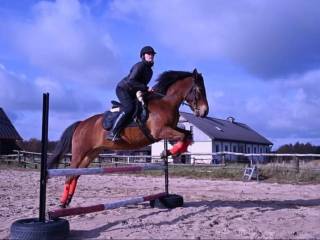 Sprzedam konia huculskiego