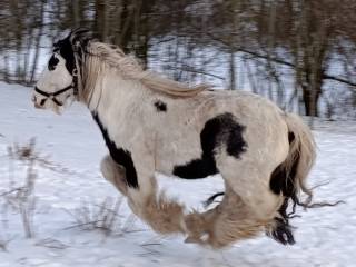 Sprzedam wałach tinker