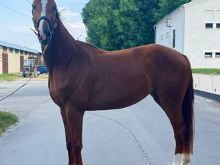 Piękna, malowana kasztanka na sprzedaż!