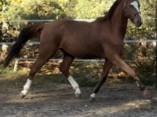 Don Entero (po Don Deluxe) wybitny młody ogier hanowerski, Vice champion ujeżdżeniowy KJ Salio z 2024