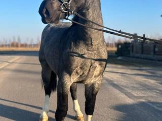 Ogier karodereszowaty typ szlachetny