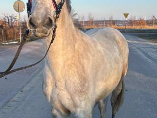 Klacz wielkopolska siwa po Buzar