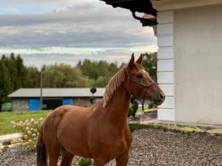 Fenomenalna klacz skokowa (Leonardo da Vinci J.P.P.x Leandro)