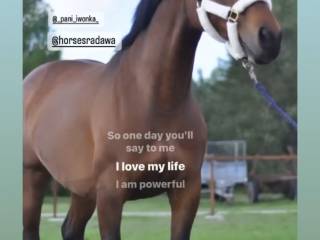 Klacz do hodowli Corrado /Davidof