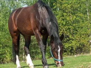 Piękna klacz PKS 5lat