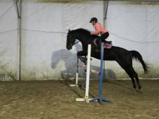 Sprzedam klacz małopolską 5-cio letnią (do negocjacji)