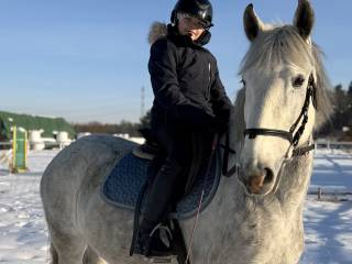 Siwy nieduży konik do rekreacji