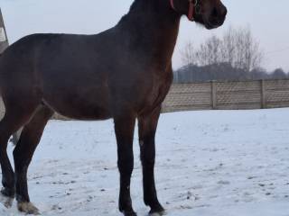 Ogier śląski Derek