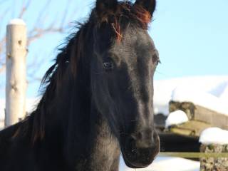 Piękna klacz fryzyjska