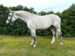 Duża klacz z doświadczeniem w skokach