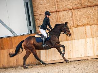 Na sprzedaż 8yo wałach sportowy