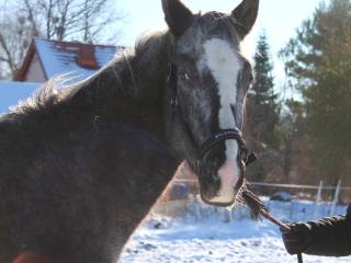 Dwuletni cukierkowy wałach po Kandy Progres