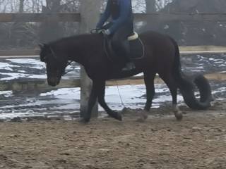 Współdzierzawa koni