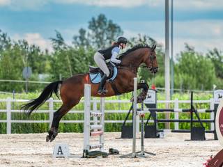 10 letni wałach Trakeński