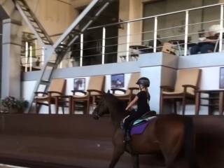 Klacz holsztyn niemiecki paszport