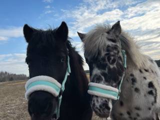 Wyjątkowy i chwytający za oko duet kucyków