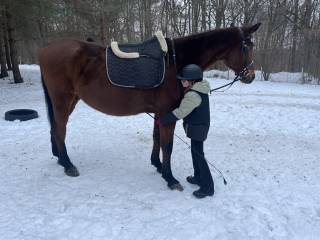 Spokojny duży wałach - Charnowo koło Ustki