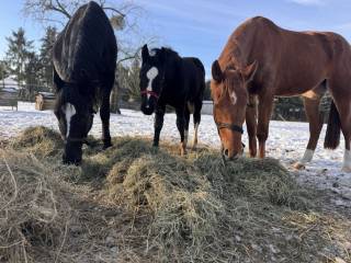 Na sprzedaż 3-letnia klacz
