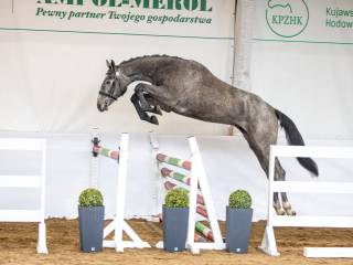 Młoda źrebna klacz 2 w 1 Chacfly + Diaron