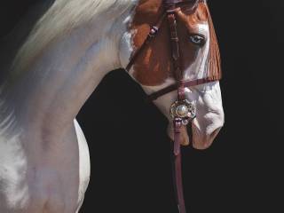 Ogłowie portugalskie