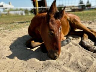 OFERTA ELITARNA – ZARODEK SPORTOWO-HODOWLANY (LINIA VIGO D’ARSOUILLES) - data urodzenia: 17.07.2026